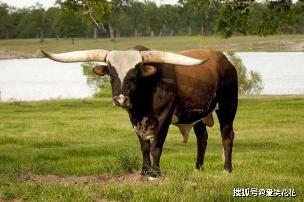 2021的牛是什么命 2021的牛运势好不好