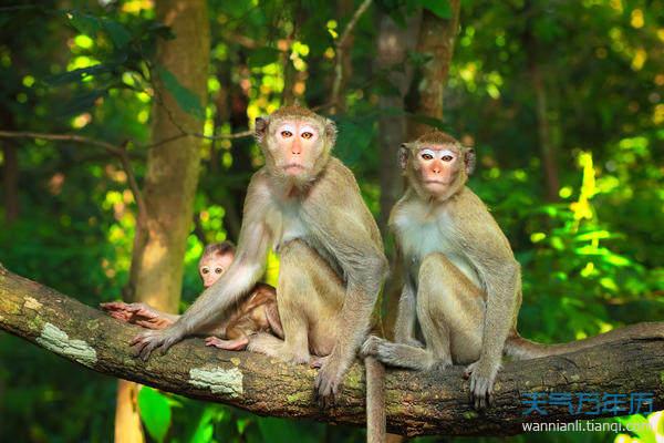 92年属猴人注定的婚姻 92属猴人的婚姻与爱情