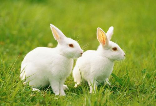 属兔人的婚姻与命运 　　属兔人的性格：