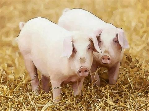 2020年生肖属猪9月和10月适合开业的黄道吉日有16天 2020年生肖猪9月适合开业的黄道吉日