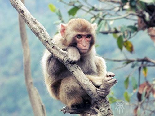 2016年巳时出生的生肖属猴人是什么命 2016年属猴人命运如何
