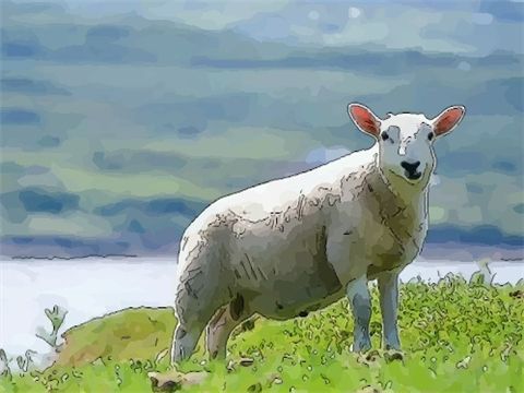 1967年辰时出生的生肖属羊人命好吗 1967年属羊人一生命运