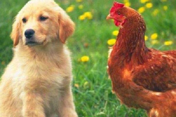 属鸡和属狗婚姻多少分 鸡和狗的婚姻表现如何