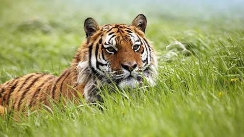 2010年属虎的是什么命 10年生肖虎人的命