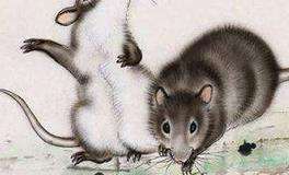 属鼠和属鼠做生意合不合财 生肖鼠最佳合作伙伴是生肖龙
