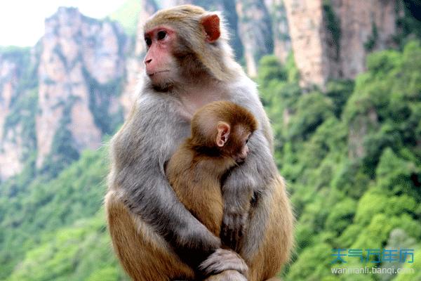 属猴的2021年8月婚姻运程查询如何 生肖猴感情运势好不好