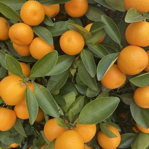 广州人过年买橘子树的寓意是什么 广州人过年买橘子树