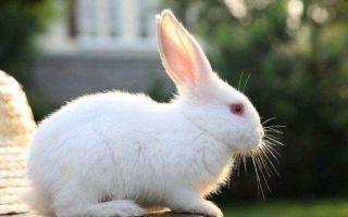1999年属兔二月出生的命运 99年二月出生生肖兔的性格特征