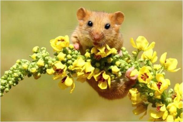 不同季节出生的属鼠人命运 　　春季出生属鼠人的命运