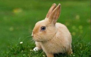 明年是水兔子为什么不好 明年是水兔年好不好