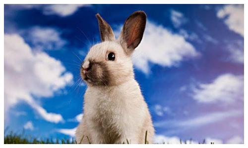 肖兔者在2021年九月可以买房吗 21年九月肖兔人能不能买房