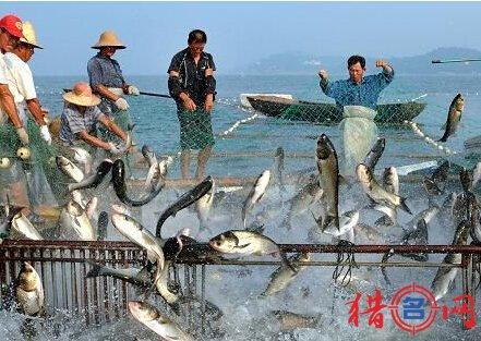 渔业养殖公司起名大全 新版渔业养殖公司名推荐