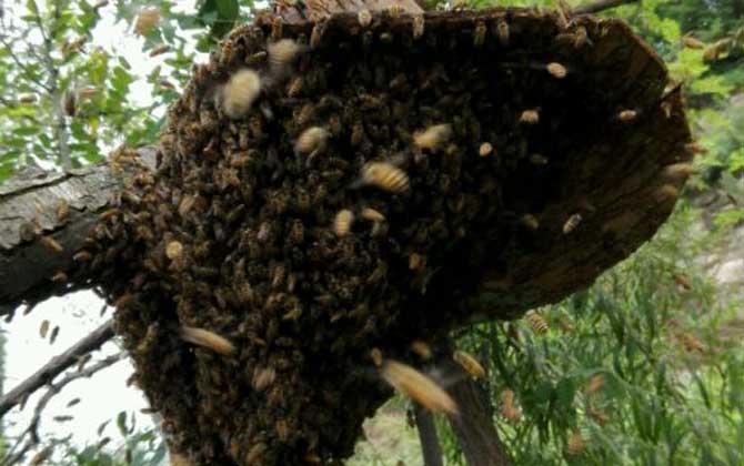 秋分分蜂的最佳时间 出现分蜂的注意事项
