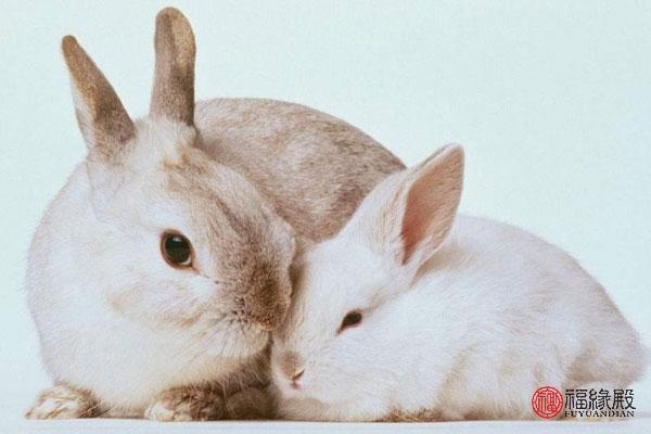 属兔的属相婚配表 　　属兔人的婚姻运：