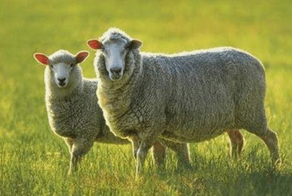 2015年生的5岁生肖羊人2020年运势好吗 2015年生的属羊人2020年健康运势