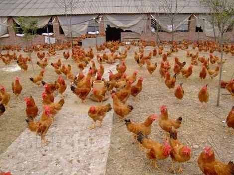 养鸡场起个大气的名字 最新版家庭养殖名大全