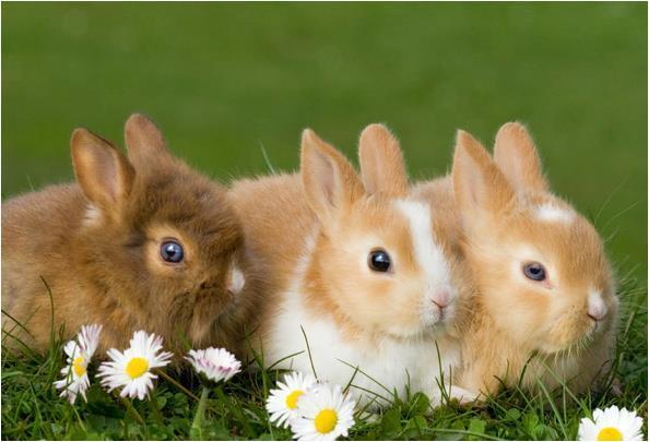 1975年属兔的是什么命人 生于75年属兔人是什么命