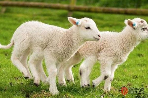属羊和属羊是上等婚吗 生肖羊和羊不是上等婚配