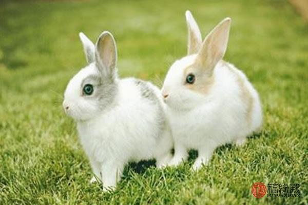 1987年属兔女一生有几次婚姻 87兔女一生仅一次婚姻
