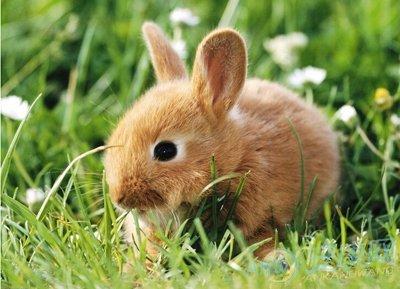 2011年属兔的今年多大 虎年11年出生的属兔人几岁
