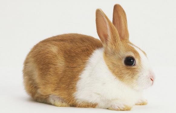 2011年辰时出生的生肖属兔人是什么命 2011年辰时出生的生肖属兔人的命运