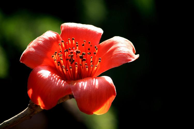 木棉花的花语象征着火热的爱 一、木棉花的花语是珍惜身边的人和眼前的幸福