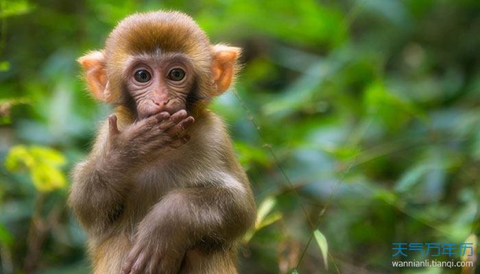 2016年生的4岁生肖猴人2020年运势好吗 2016年生的属猴人2020年的健康运势