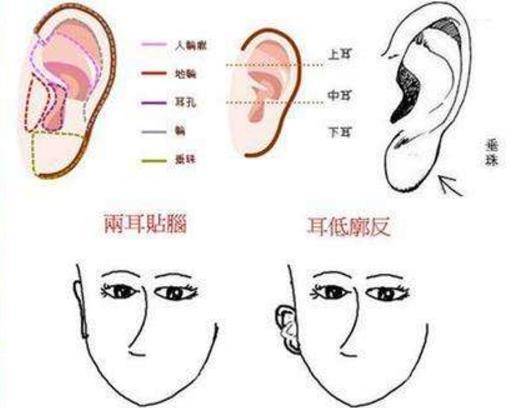 耳相16种图解 最全耳相16种图解