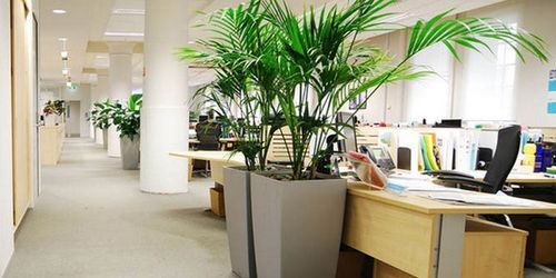 办公室植物摆放风水讲 　　办公室摆放植物风水方位