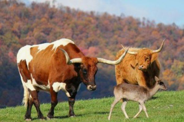 牛年出生不同月份的人命运 农历二月出生的属牛人：拥有好命格